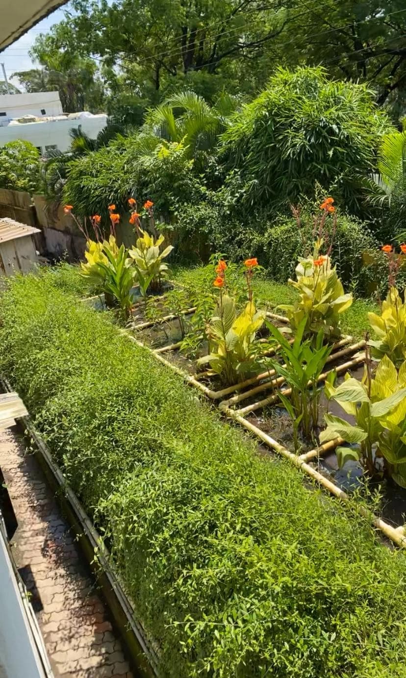 Launderaids natural water treatment plant with vegetation